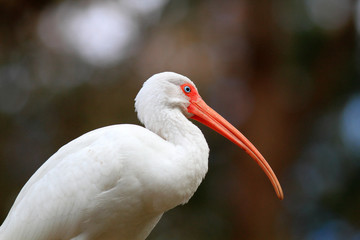 American White Ibis (Eudocimus albus) in Florida