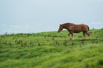 馬のポートレート