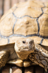 ケヅメリクガメ