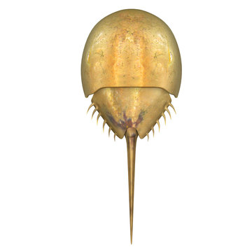 Limulus