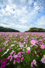 コスモス畑