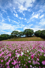 コスモス畑