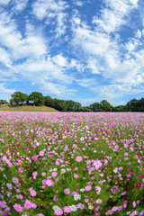 コスモス畑