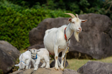 ヤギのポートレート