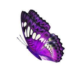 purple butterfly