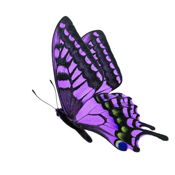 purple butterfly