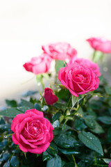 薔薇