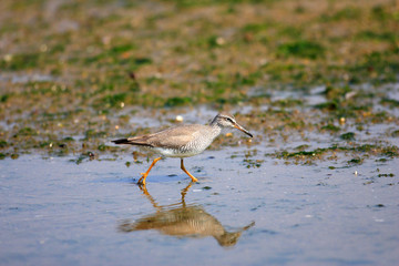 Grey-tailed Tattler (Tringa brevipes) in Japan