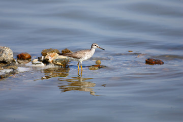 Grey-tailed Tattler (Tringa brevipes) in Japan