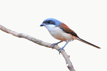 Burmese Shrike bird
