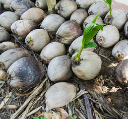 coconut seedlings prepare for planting