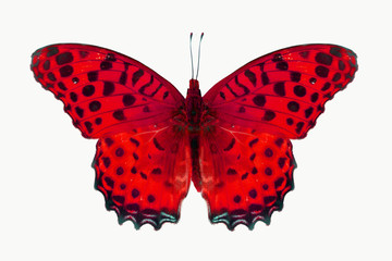 Naklejka premium red butterfly