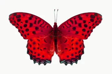 Crédence de cuisine en verre imprimé Papillon papillon rouge