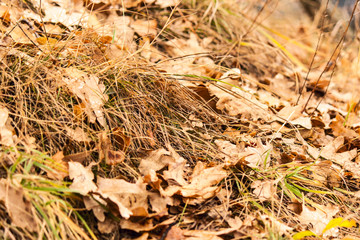 Autumn leaves and grass