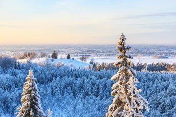 Poster de jardin Hiver Spruce treetop in winter landscape