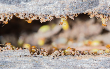 termite