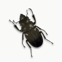 beetle