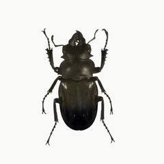 beetle