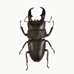 beetle