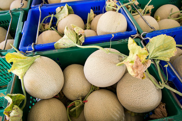 Fototapeta na wymiar Cantaloupe melons in the market