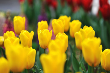 Fototapeta premium チューリップ