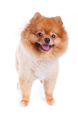 Obraz premium pomeranian dog brown short hair