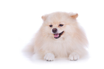 Obraz premium white pomeranian puppy dog