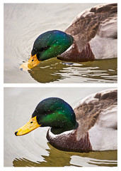 male mallard portraits in water