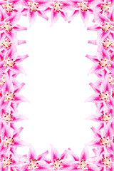 Obraz premium pink lily frame on white background