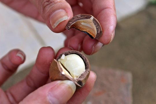 Cracked macadamia nuts