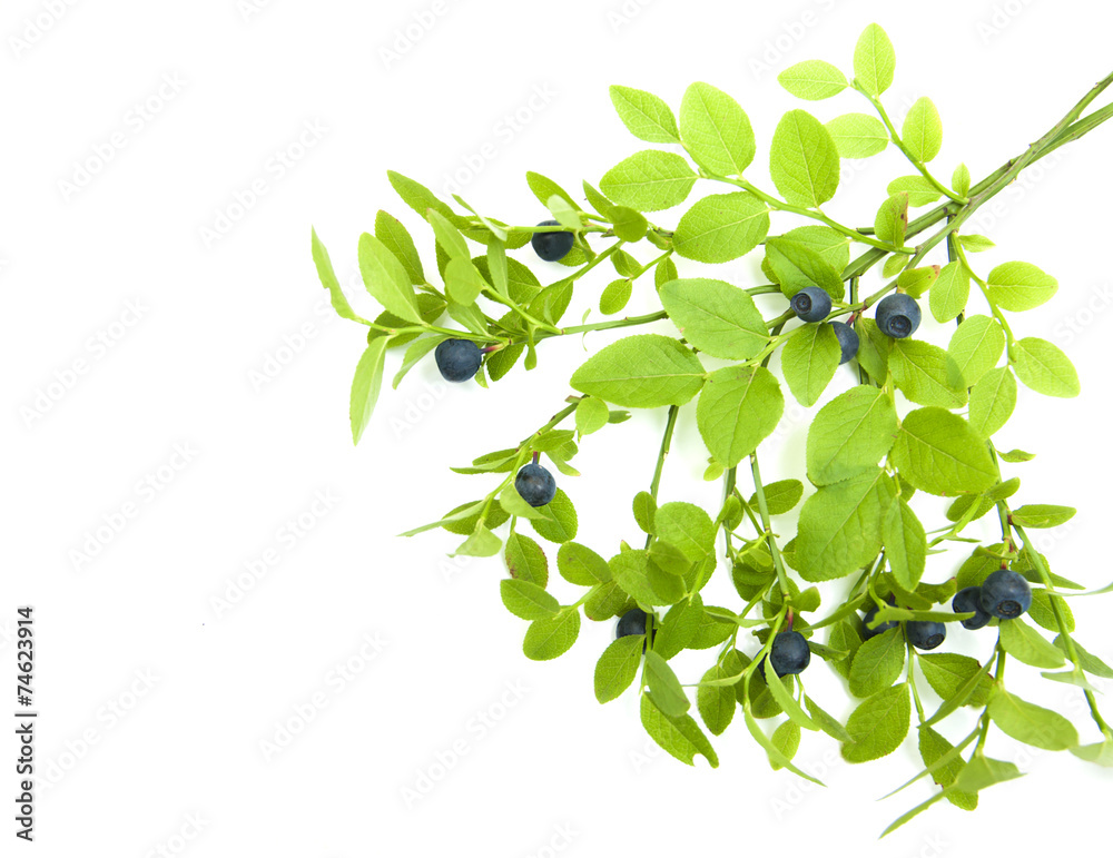 Wall mural Blueberry branch