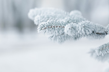 winter background with frosty fir branches