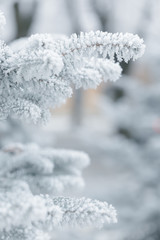 winter background with frosty fir branches