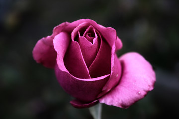 Rosa © EyeMFlatBoard