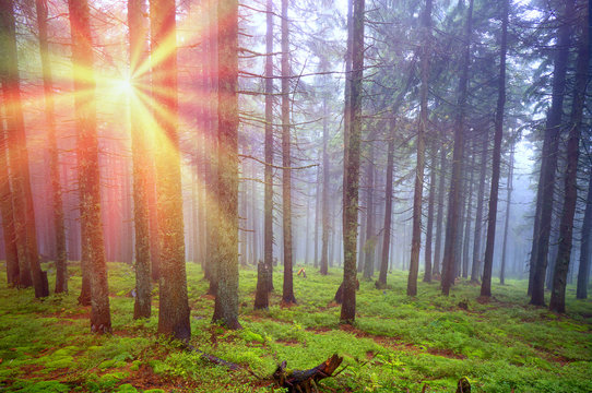 Rays in the Carpathian forest © panaramka