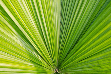 palm leaf