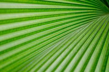 Obraz premium palm leaf