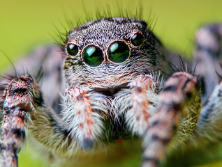 Green eyes of jumping spider - Powered by Adobe