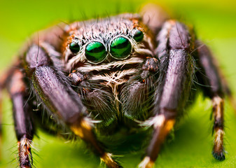 Green eyes of jumping spider