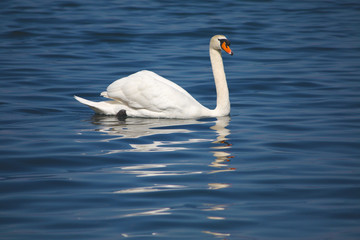 Cigno in acqua