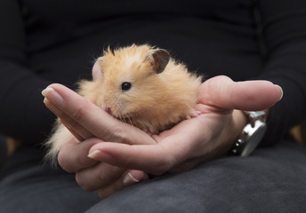 Hamster in Human Hands