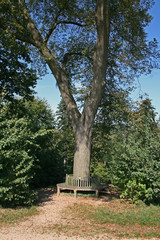 Baum mit Sitzgruppe
