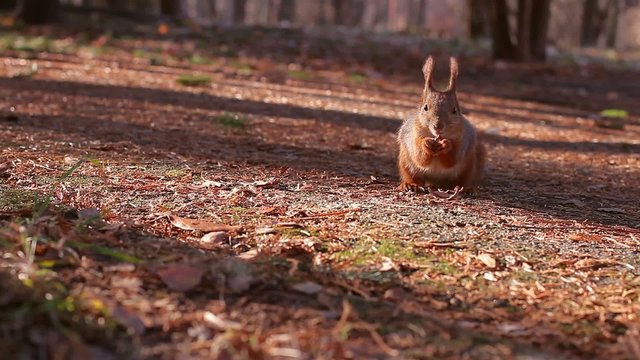 squirrel harvests nuts for  winter