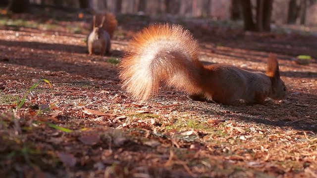 squirrel harvests nuts for  winter