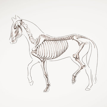 Vector Illustration of a Hand Drawn Horse Skeleton