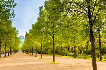 Tiergarten view with rows of trees in Berlin