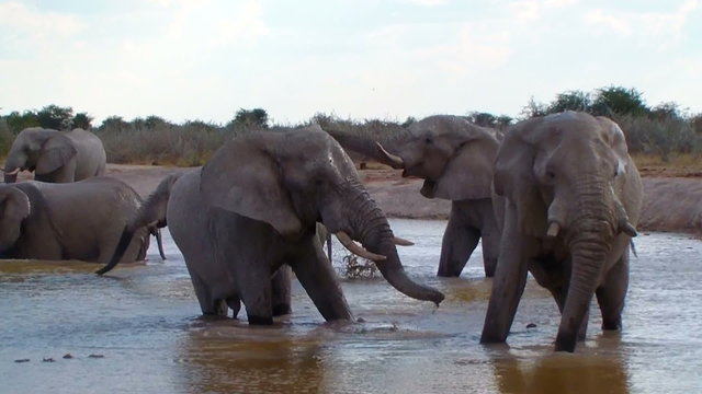 Elephant family bathing action in mud waterhole Botswana Africa