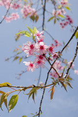 Himalayan Cherry is pink flower