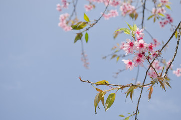 Himalayan Cherry is pink flower