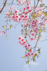 Himalayan Cherry is pink flower